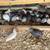 Quail 8 thumbnail