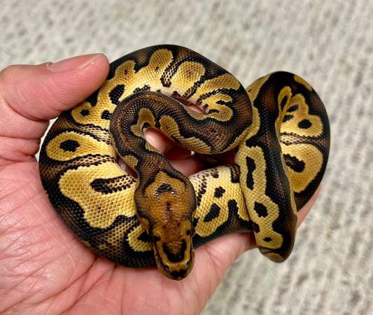 Clown ball python 1