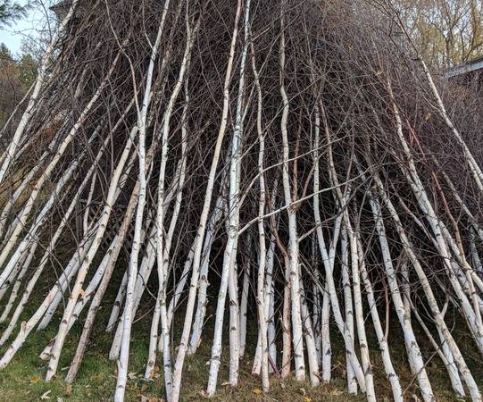 Birch trees fresh cut 1