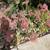 Potted plant 5 thumbnail