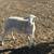 Dorper sheep 2 thumbnail