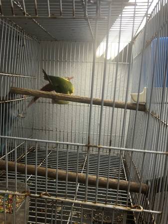 Parrots 1