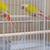 Sun Cheeks Conures , breeding pairs 1 thumbnail