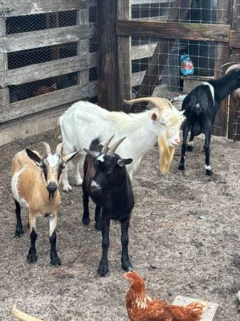 Goats 1