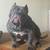 American bully 1 thumbnail
