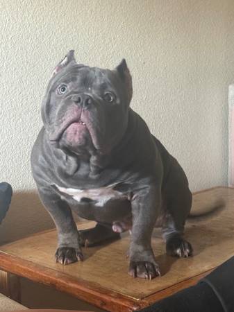 American bully 1