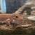 2 bearded dragons 3 leopard geckos 4 thumbnail