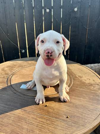 American bully XL pups (Sacramento)63848769503235120