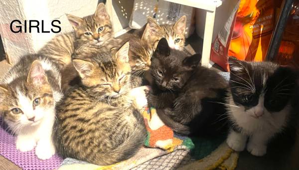 8 weeks kitten girls & boy (Renton)