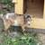 Nigerian dwarf goats 14 thumbnail