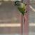 Green cheek conure pair 2 thumbnail