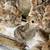 Heritage Turkey Hatching Eggs Poults Bourbon Red Royal Palm Bronze 3 thumbnail