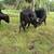 Wagyu steer 4 thumbnail