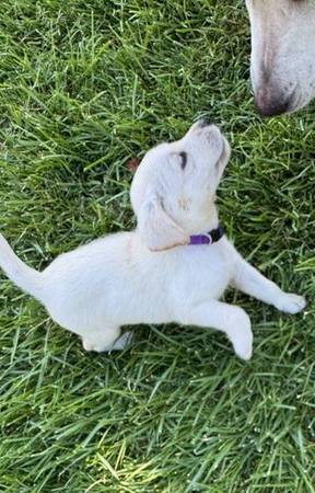 Labrador pups - $0 (brentwood / oakley)63471369176705122