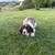 Springer Spaniel 3 thumbnail