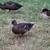 Ducklings and 5 male ducks 4 thumbnail