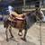 Mini Donkey 3 thumbnail