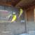 parakeets 3 thumbnail