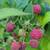 RASPBERRY PLANTS 6 VARIETIES 8 thumbnail