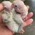 Conures 3 thumbnail
