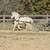 Hackney/Welsh Pony 3 thumbnail