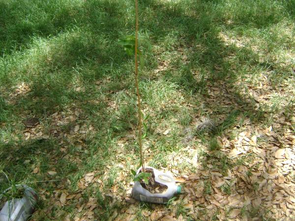1 Gallon Honeysuckle Plant 3-4 Ft Tall 1