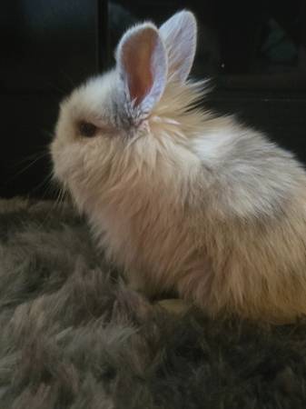 Conejo de 2 años (Washington)