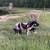 Proven Katahdin Ram +/- flock 10 thumbnail
