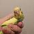 Hand-fed baby parakeet very friendly 11 thumbnail