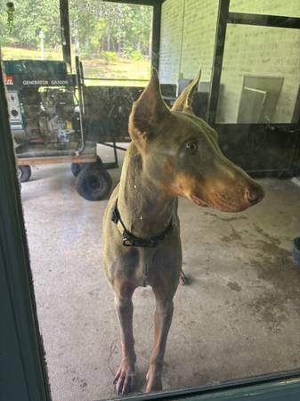 Fawn Doberman (Ozark)63980877554435121
