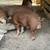 Two intact boars 2 thumbnail