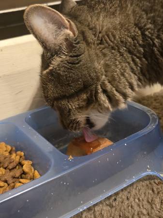 Retirando a mi gata atigrada (Cincinnati)540263515161907201