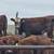 40 Red Baldy Bred Fall Heifers 2 thumbnail