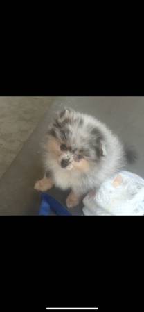 Merle Pattern Pomeranian Needs Home63953954844290120
