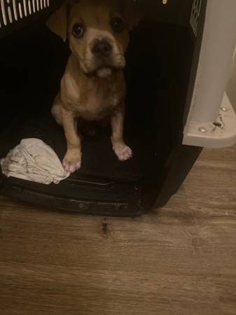 Classic bully pup $200 (Oakland)63836592470659120