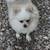 Rehoming adult Pomeranian 3 thumbnail