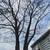 Professional Tree Removal and Trimming, Brush Removal 2 thumbnail