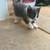 Kittens 11 thumbnail
