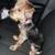Yorkie 1 thumbnail