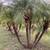 Landscapers cheap palms for sale 8 thumbnail