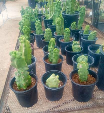 1 GALLON TOTEM POLES 1