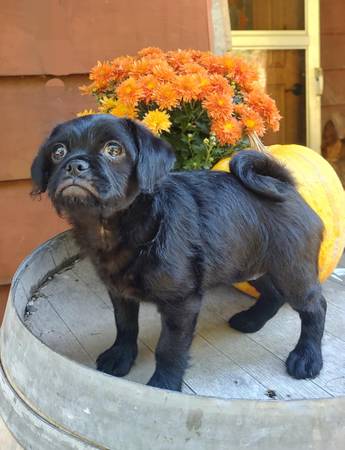 Pug a poo (Clatskanie)63842372156035120