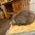 Holland lop bunnies for sale 3 thumbnail