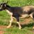 Goat, goats, Livestock, Nigerian goats, Milking goats 17 thumbnail