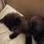 Kitten 1 thumbnail