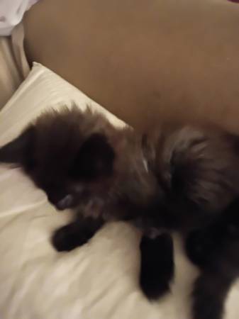 Kitten 1