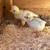 Polish chicks 4 thumbnail