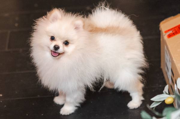 Selling Pomeranian dog 1