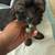 Havashire (Havanese & Yorkie mix) 1 thumbnail