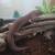 Leopard gecko needs new home 4 thumbnail